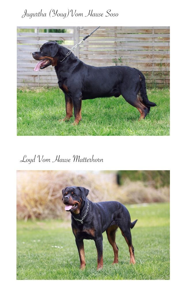 Chiot Rottweiler Des sentinelles des libertés